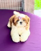 Szczenięta shih-tzu GOTOWE JUŻ TERAZ na sprzedaż i do nowych domów.