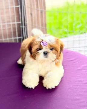 Szczenięta shih-tzu GOTOWE JUŻ TERAZ na sprzedaż i do nowych domów., Łódzkie, Bełchatów