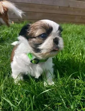 Szczenięta shih-tzu GOTOWE JUŻ TERAZ na sprzedaż i do nowych domów., Łódzkie, Bełchatów