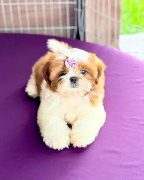 Szczenięta shih-tzu GOTOWE JUŻ TERAZ na sprzedaż i do nowych domów.