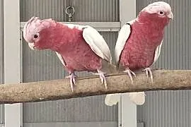 Kakadu Różowa Lutino para 22
