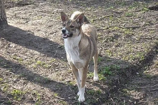 Kora - 10miesięczna, przyjazna suczka do adopcji!,  Kundelki cała Polska