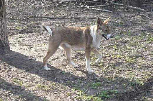 Kora - 10miesięczna, przyjazna suczka do adopcji!,
