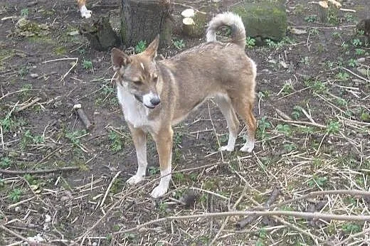 Kora - 10miesięczna, przyjazna suczka do adopcji!,