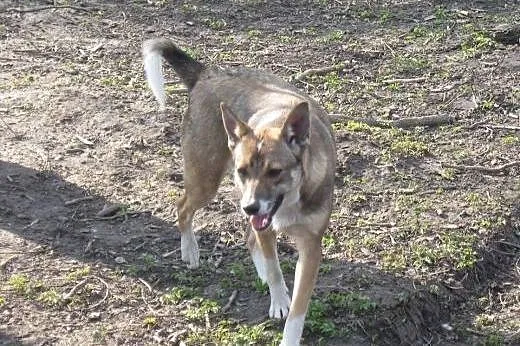Kora - 10miesięczna, przyjazna suczka do adopcji!,