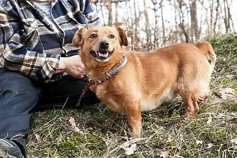 Rudzik, który bardzo źle znosi pobyt w schronisku.