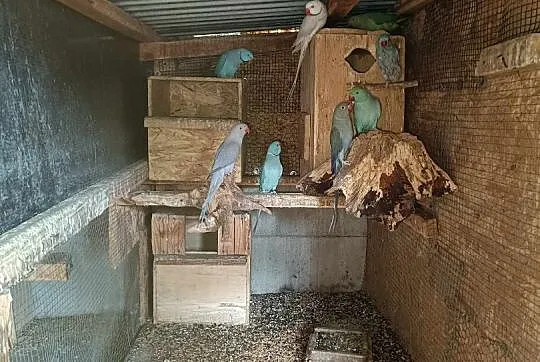 Sprzedam papugii, Wielkopolskie, Śmiłowo