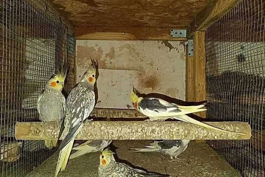 Sprzedam papugii, Wielkopolskie, Śmiłowo