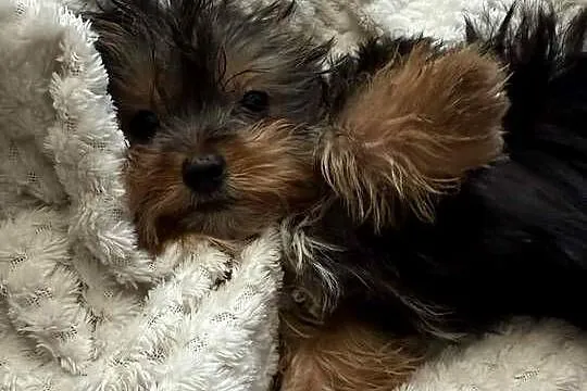 Yorkshire terrier chlopiec
