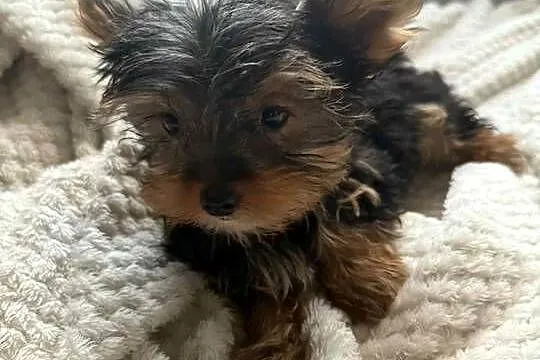 Yorkshire terrier chlopiec, Kujawsko-pomorskie, Mogilno
