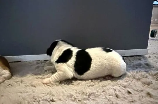 Jack Russell terrier szczeniak suczka, Śląskie, Dębie