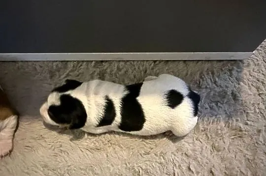 Jack Russell terrier szczeniak suczka, Śląskie, Dębie