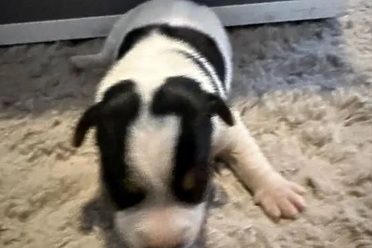 Jack Russell terrier szczeniak suczka, Śląskie, Dębie
