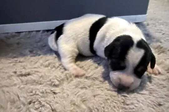 Jack Russell terrier szczeniak suczka, Śląskie, Dębie