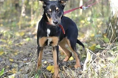 Pokochaj i przygarnij Kati ze schroniska,  śląskie