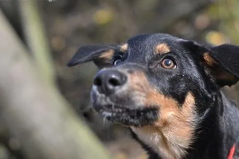 Pokochaj i przygarnij Kati ze schroniska,  śląskie