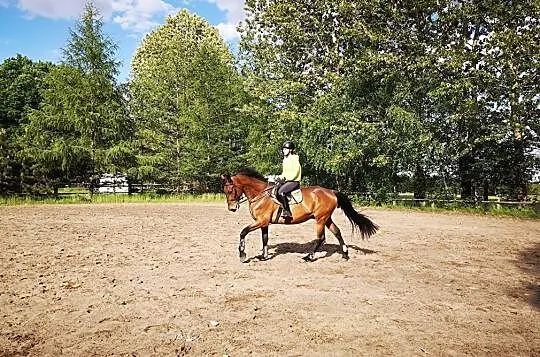 Olimpus, koń do sportu