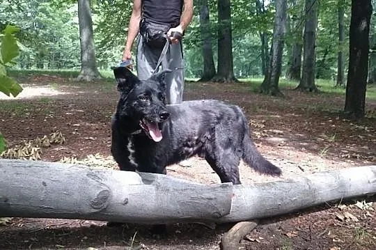 Przystojniak Fred szuka domu, Śląskie, Bytom