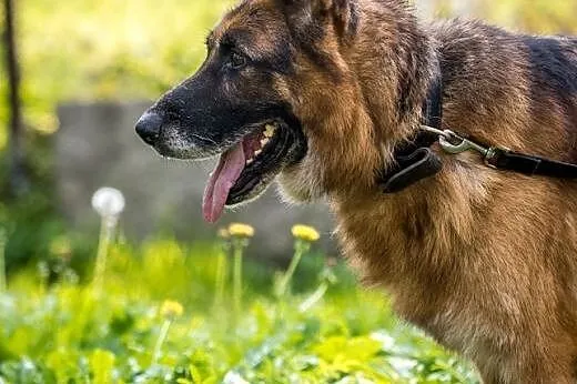 Duży piesek do kochania Bartek szuka swojego posła