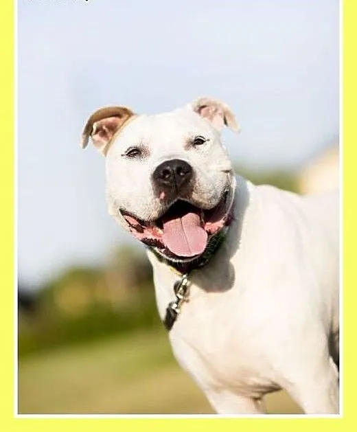 Amstaff NERO-przyjazny,domowy,rodzinny pies.ADOPCJ