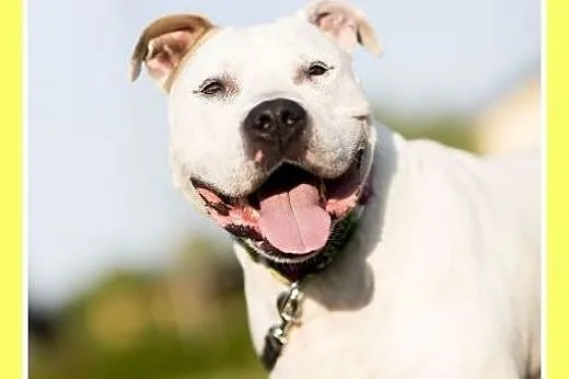 Amstaff NERO-przyjazny,domowy,rodzinny pies.ADOPCJ