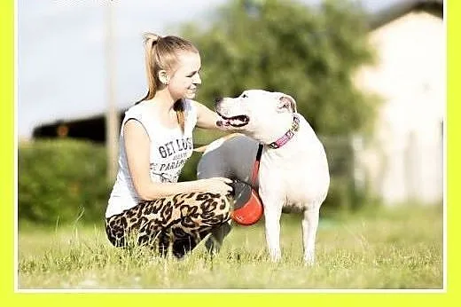 Amstaff NERO-przyjazny,domowy,rodzinny pies.ADOPCJ