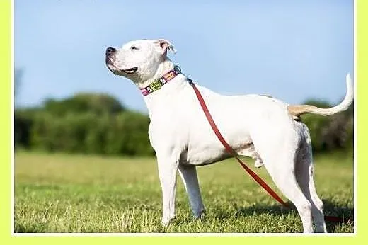 Amstaff NERO-przyjazny,domowy,rodzinny pies.ADOPCJ