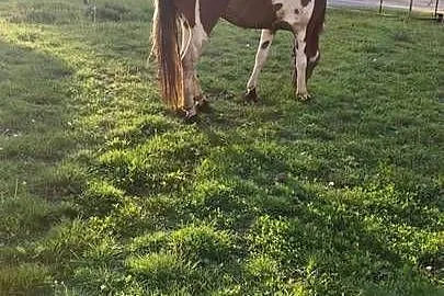Klacz huculska, Podkarpackie, Rączyna