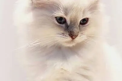 Kotka hodowlana ragdoll FPL/ FIFE, Lubelskie, Lublin