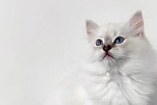Kotka hodowlana ragdoll FPL/ FIFE, Lubelskie, Lublin