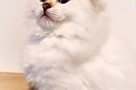 Kotka hodowlana ragdoll FPL/ FIFE, Lubelskie, Lublin