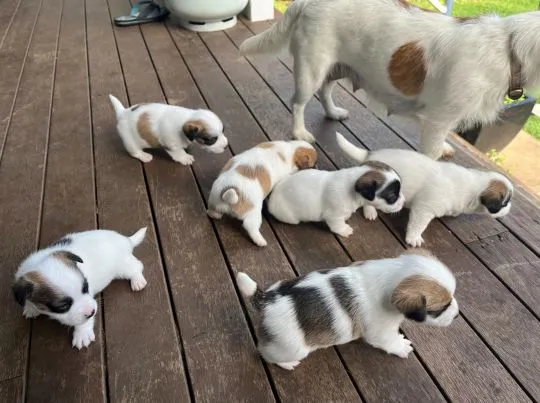 Soczyste szczenięta Jack Russell Terriera... napisz do mnie na WhatsApp: +44 7453 907158
