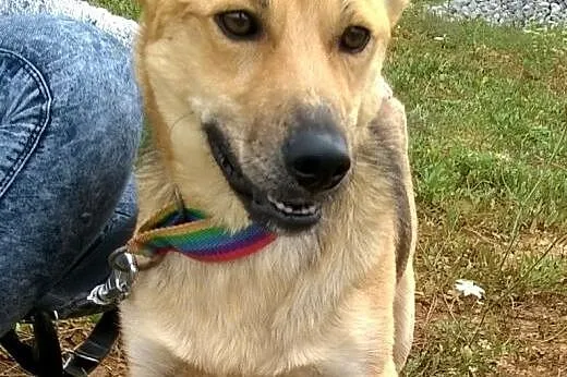 Roczny BUGI szuka kochajcego odpowiedzialnego domu