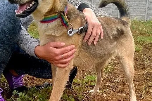 Roczny BUGI szuka kochajcego odpowiedzialnego domu
