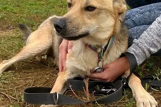 Roczny BUGI szuka kochajcego odpowiedzialnego domu