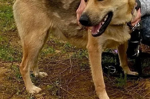 Roczny BUGI szuka kochajcego odpowiedzialnego domu
