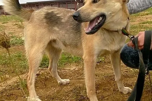 Roczny BUGI szuka kochajcego odpowiedzialnego domu