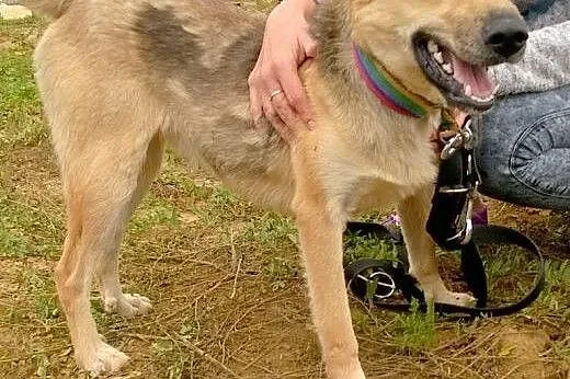 Roczny BUGI szuka kochajcego odpowiedzialnego domu