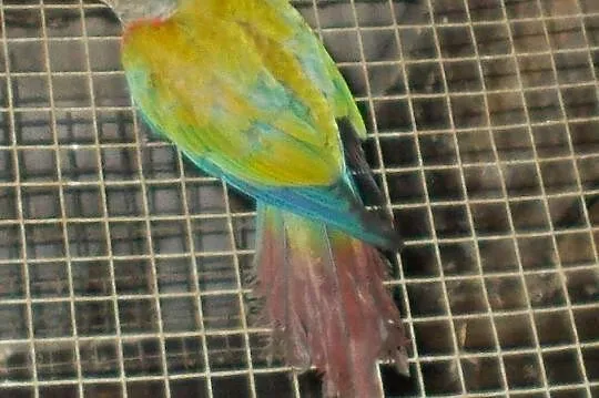 Rudosterka czerwonobrzucha ( Pyrrhura perlata perlata), Wielkopolskie, Kościan