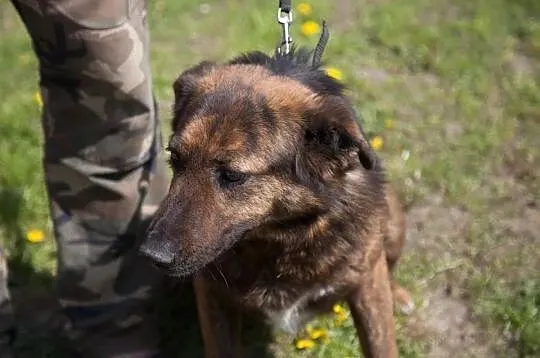Maja - idealna do pilnowania posesji :),  Kundelki cała Polska, 