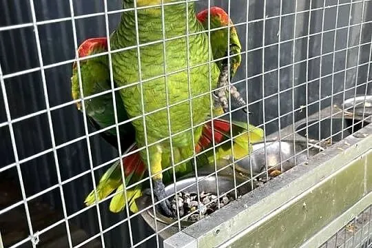 Amazonki Niebieskoczelne 2-3 letnie