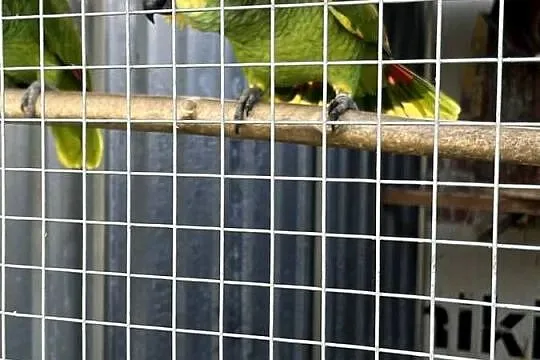 Amazonki Niebieskoczelne 2-3 letnie, Opolskie, Kędzierzyn-Koźle