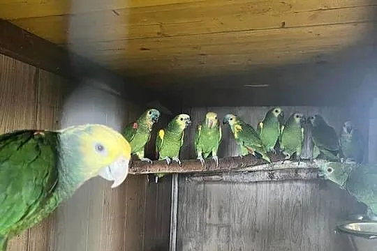 Amazonki Niebieskoczelne 2-3 letnie, Opolskie, Kędzierzyn-Koźle