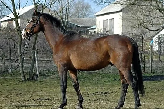 Stanówka ogier małopolski/ STANÓWKA