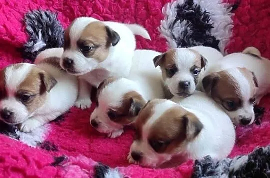 Jack Russell Terrier ZKwP,FCI - Szczenię gładkowłose | Champion Polski, Małopolskie, Kraków