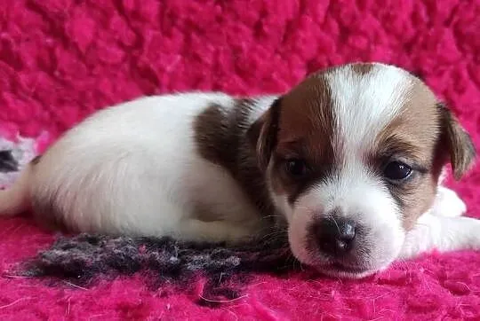 Jack Russell Terrier ZKwP,FCI - Szczenię gładkowłose | Champion Polski, Małopolskie, Kraków