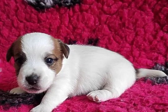 Jack Russell Terrier ZKwP,FCI - Szczenię gładkowłose | Champion Polski, Małopolskie, Kraków