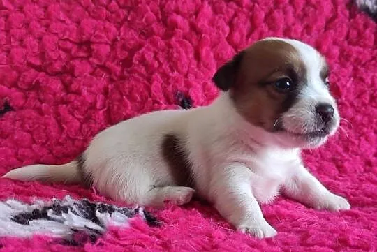 Jack Russell Terrier ZKwP,FCI - Szczenię gładkowłose | Champion Polski, Małopolskie, Kraków