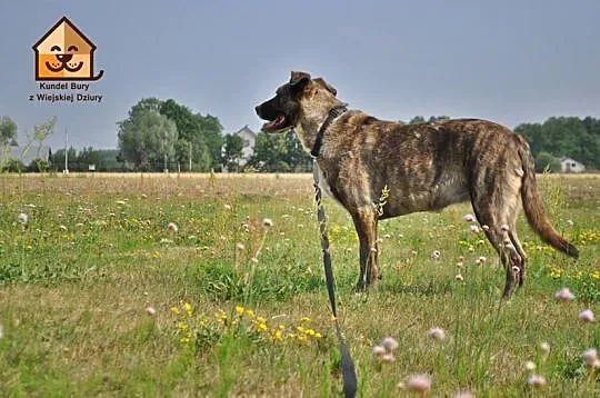 Łagodna, spragniona kontaktu z człowiekiem Sonia, 