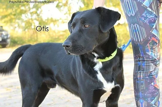 Otis - młody, aktywny, piękny w typie laba